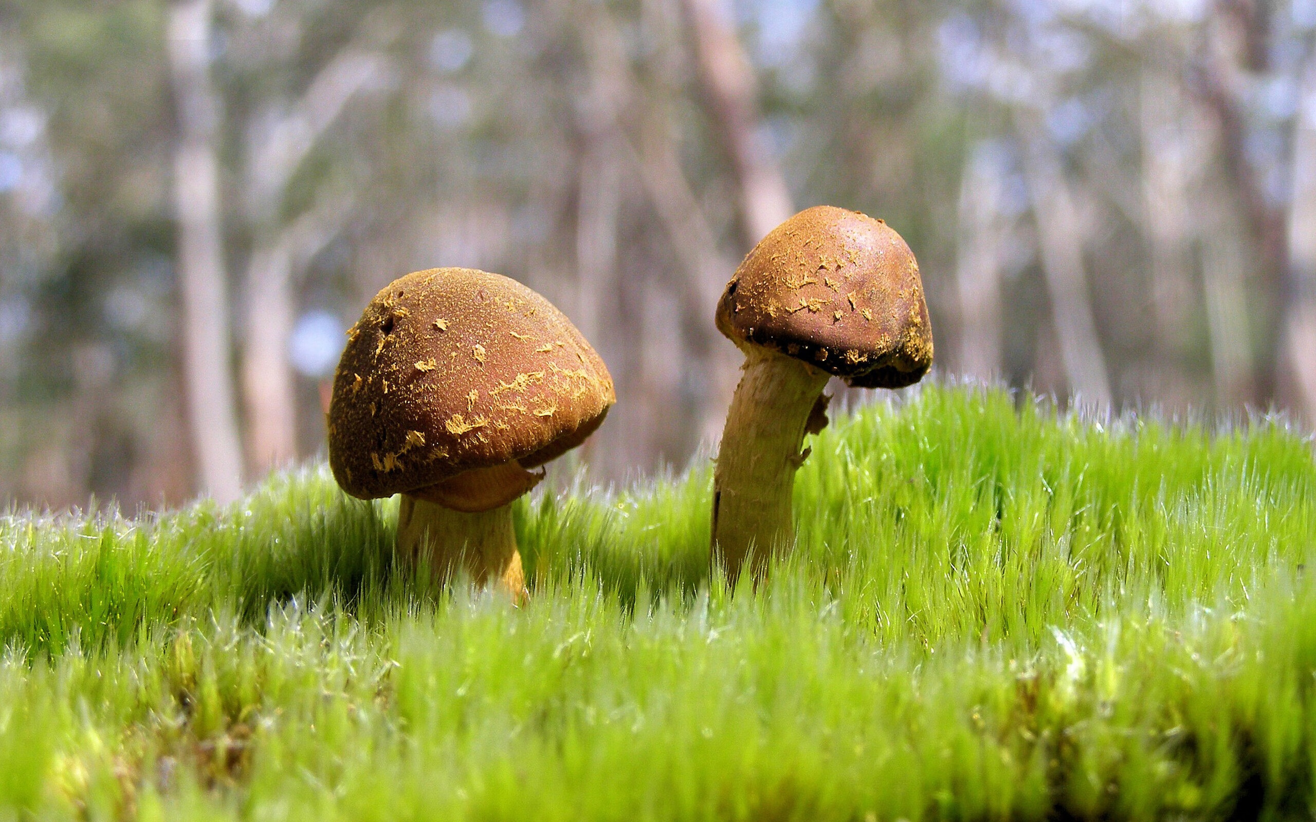 保罗统治全场，山西队压哨击败火箭