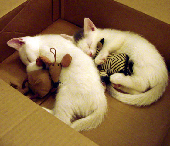 PG电子官方-末节风暴！库里式爆发引领广东队带走胜利，深圳队饮恨终场