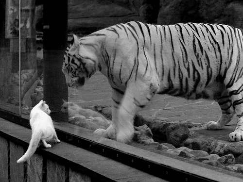 波斯铁骑全面压制非洲雄狮,基耶萨战术存在感贯穿全场